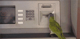 1edf-imkzenp6336184.gif