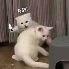 8952-883e77c4c510a00626cbbc32ccdb9d96.jpg
